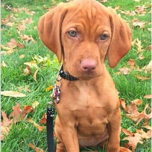 Meet your Posher, Lucy